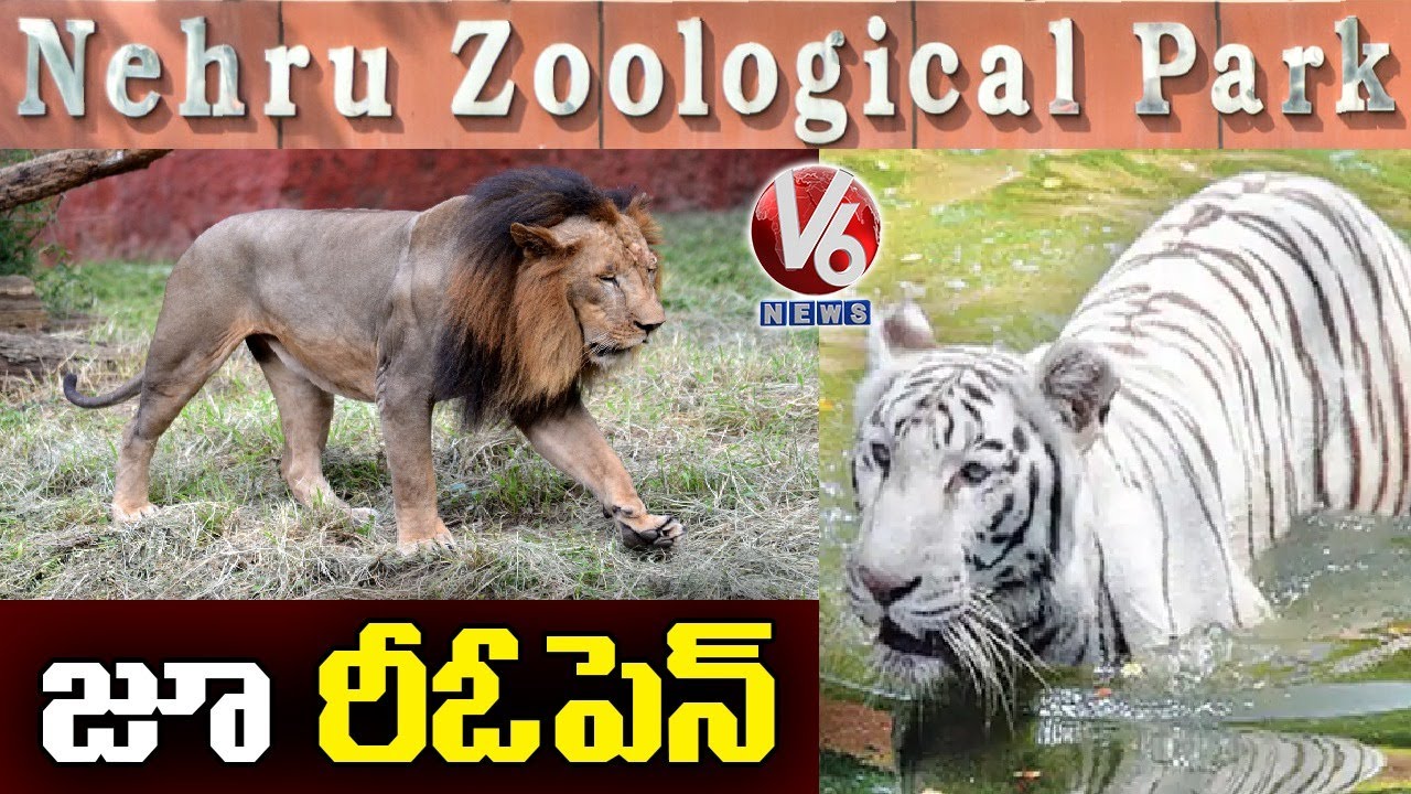 Nehru Zoological Park Reopen With Strict Rules Dut To COVID-19 | V6 News