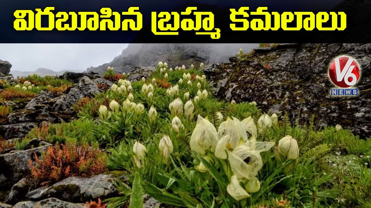 Rare Brahma Kamal Flower Bloom In Uttarakhand’s Snow-Clad Chamoli | V6 News