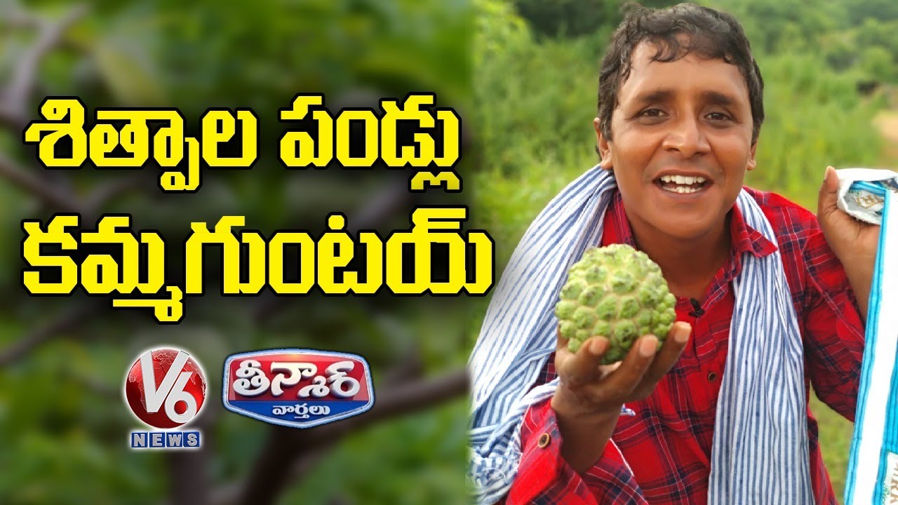 Teenmaar Sadanna Conversation With Padma Over Seasonal Fruit Custard Apples | V6 News