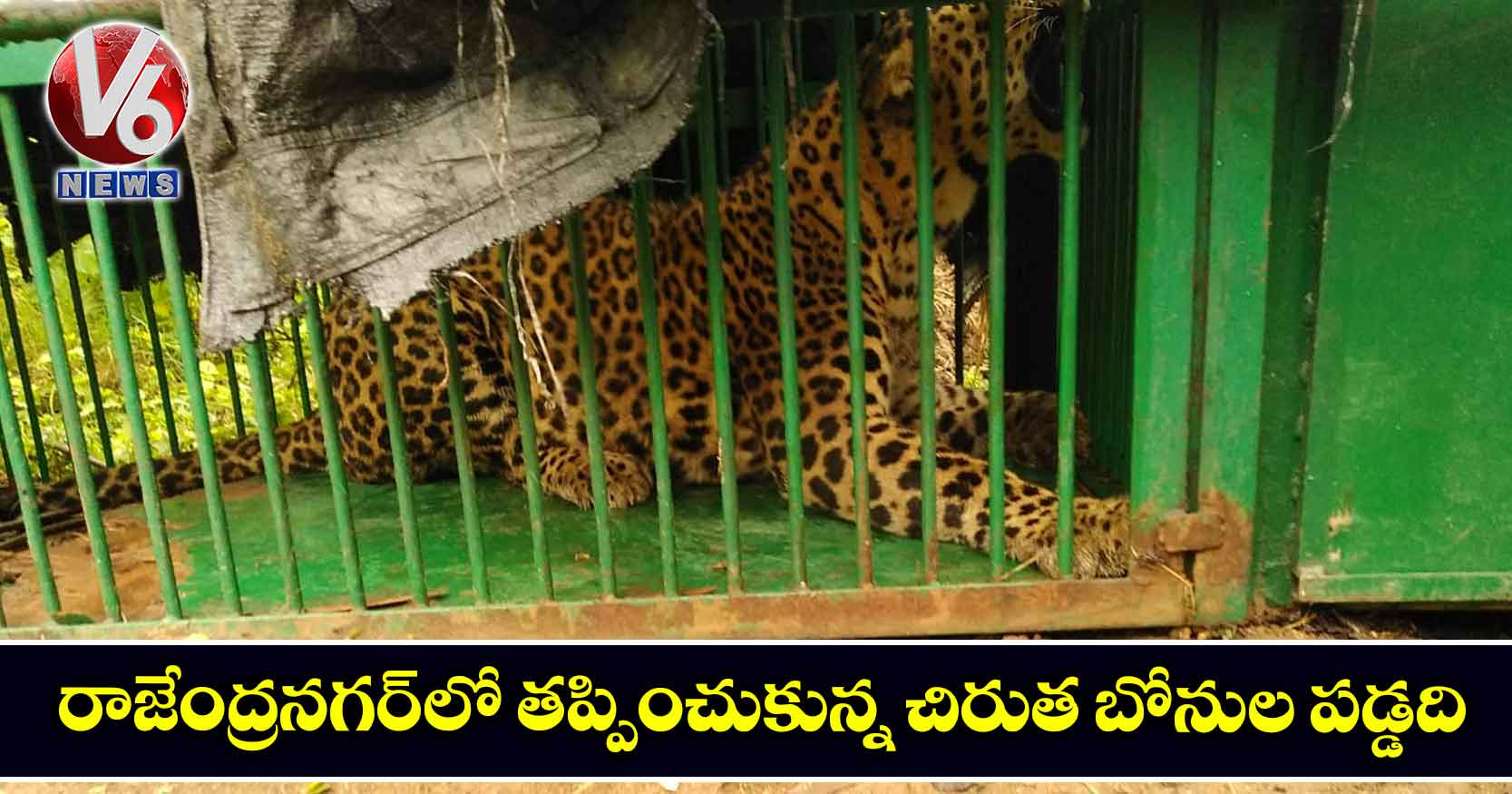 రాజేంద్రనగర్లో తప్పించుకున్న చిరుత బోనుల పడ్డది