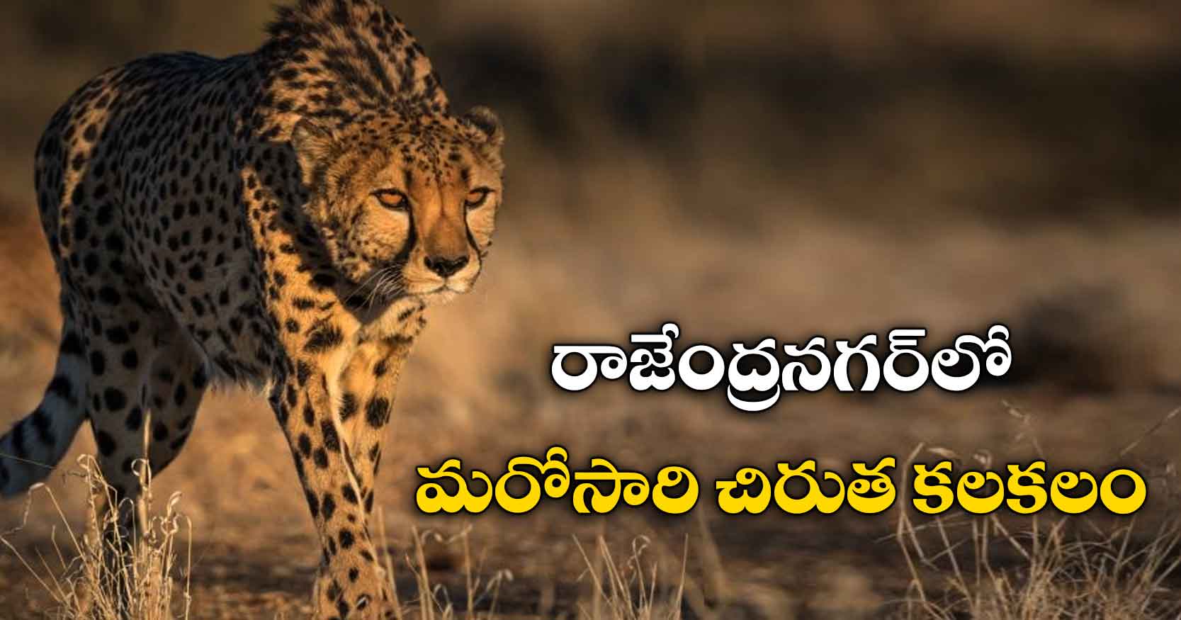 రాజేంద్రనగర్‌‌లో మరోసారి చిరుత కలకలం