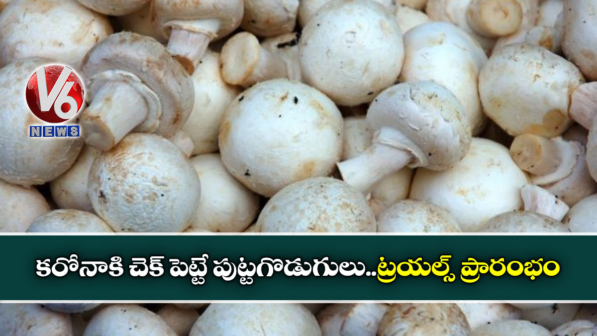కరోనాకి చెక్ పెట్టే పుట్టగొడుగులు..ట్రయల్స్ ప్రారంభం