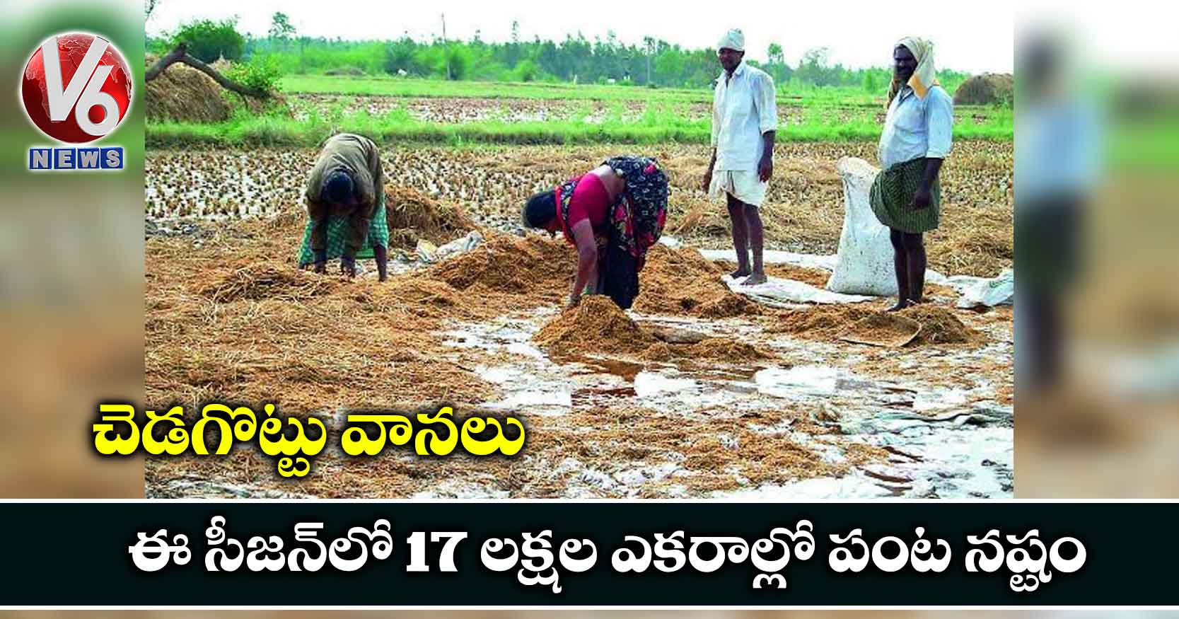 చెడగొట్టు వానలు..ఈ సీజన్లో 17 లక్షల ఎకరాల్లో పంట నష్టం
