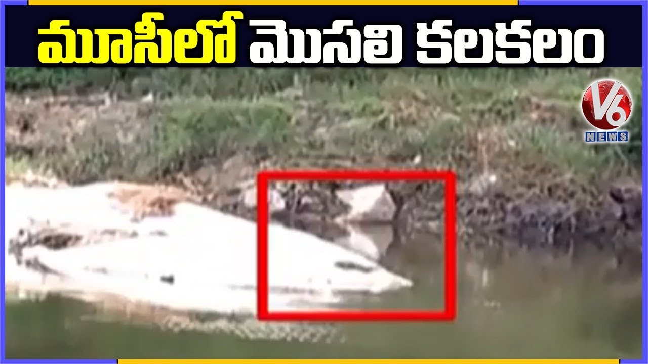 Crocodile Found In Hyderabad Musi River | V6 News
