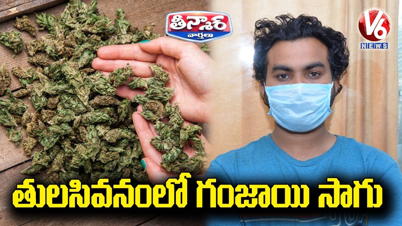 Police Busted Ganja Cultivation | V6 Teenmaar News