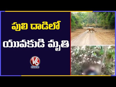 Tiger Kills Man In Asifabad | V6 News