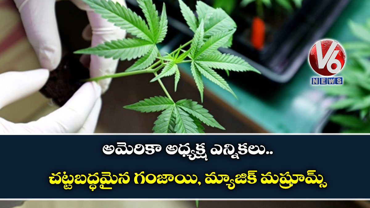 అమెరికా అధ్యక్ష ఎన్నికలు : చట్టబద్ధమైన గంజాయి, మ్యాజిక్ మష్రూమ్స్