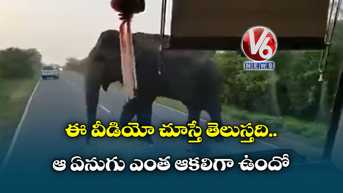 ఈ వీడియో చూస్తే తెలుస్తది.. ఆ ఏనుగు ఎంత ఆకలిగా ఉందో