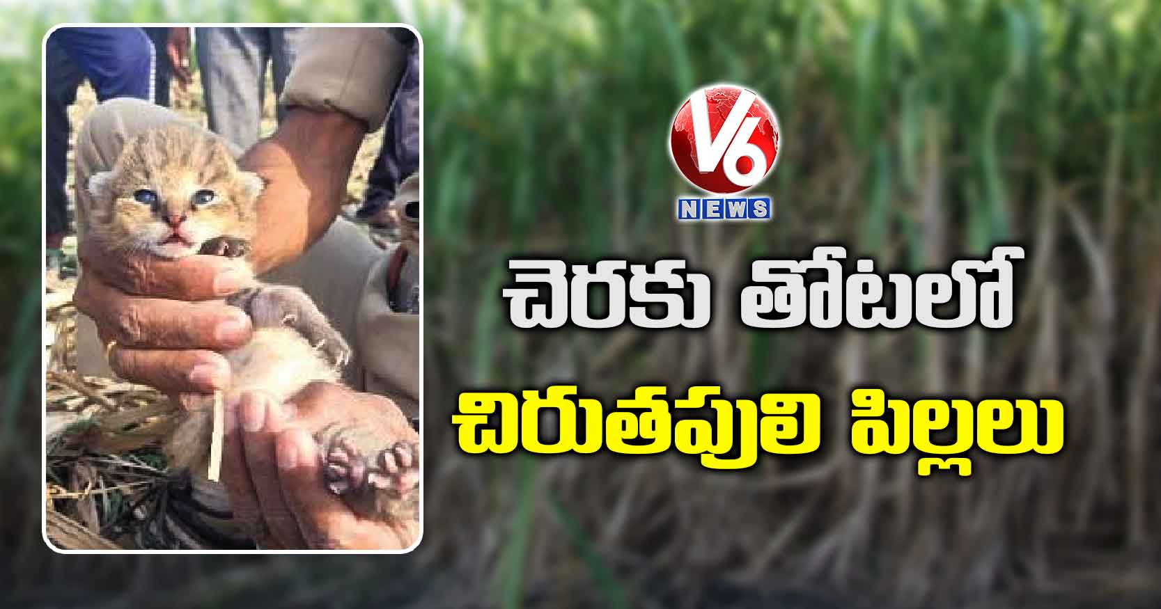 చెరకు తోటలో చిరుతపులి పిల్లలు