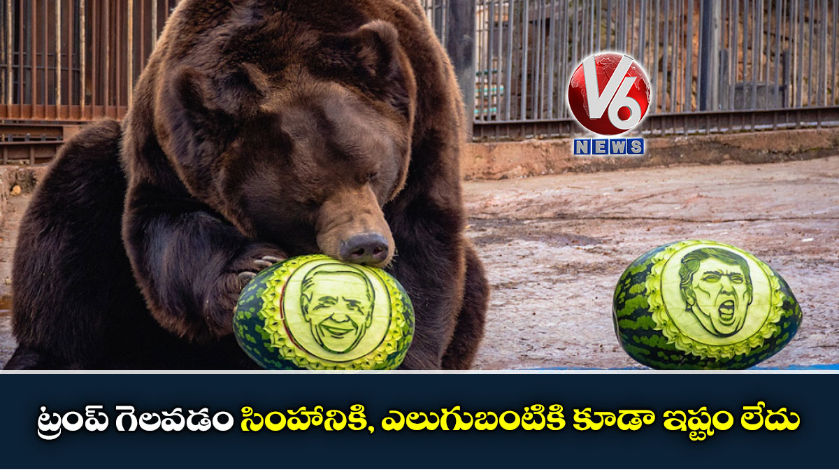 ట్రంప్ గెలవడం సింహానికి, ఎలుగుబంటికి కూడా ఇష్టం లేదు