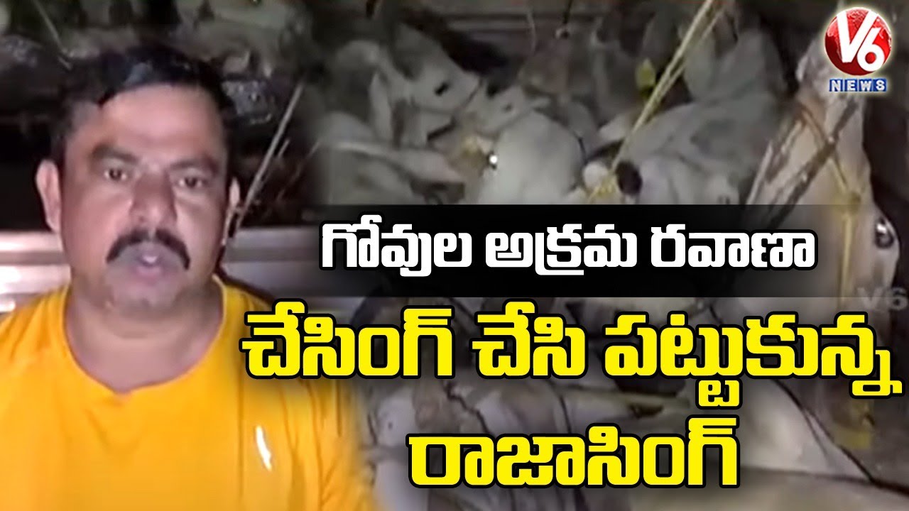 BJP MLA Raja Singh Stops Container Transporting 33 Cows | V6 News
