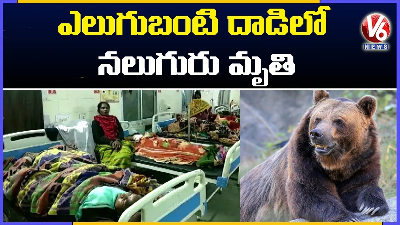 Bear Attack In Chhattisgarh, Koria | 4 Killed & 5 Injured | V6 News