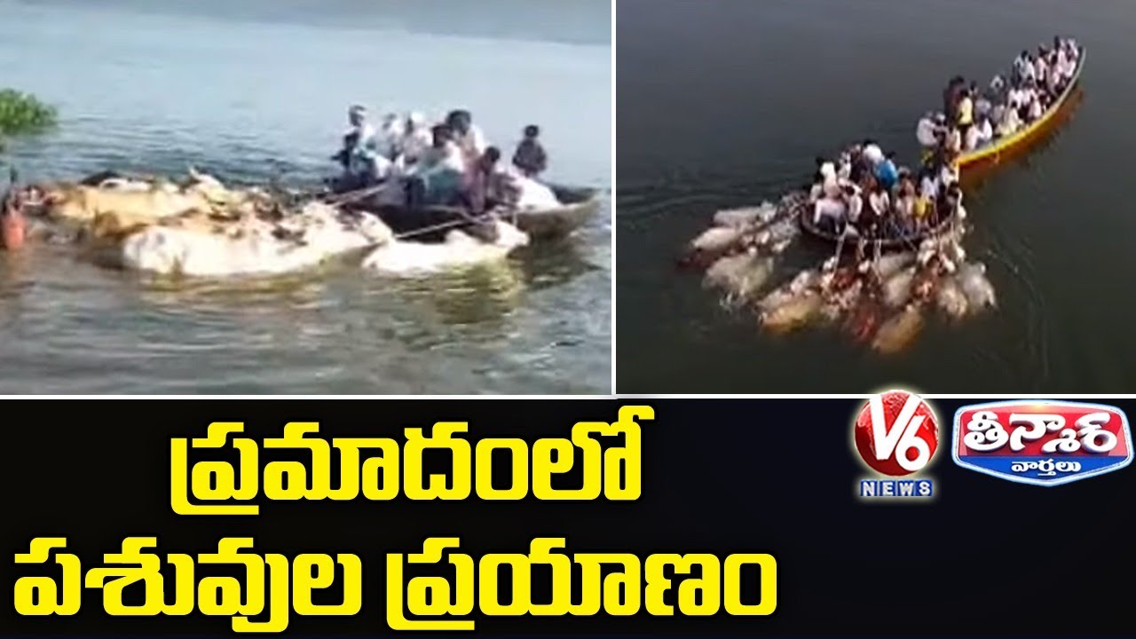 Cattle Dragged In River Water At Nagar Kurnool | V6 Teenmaar News