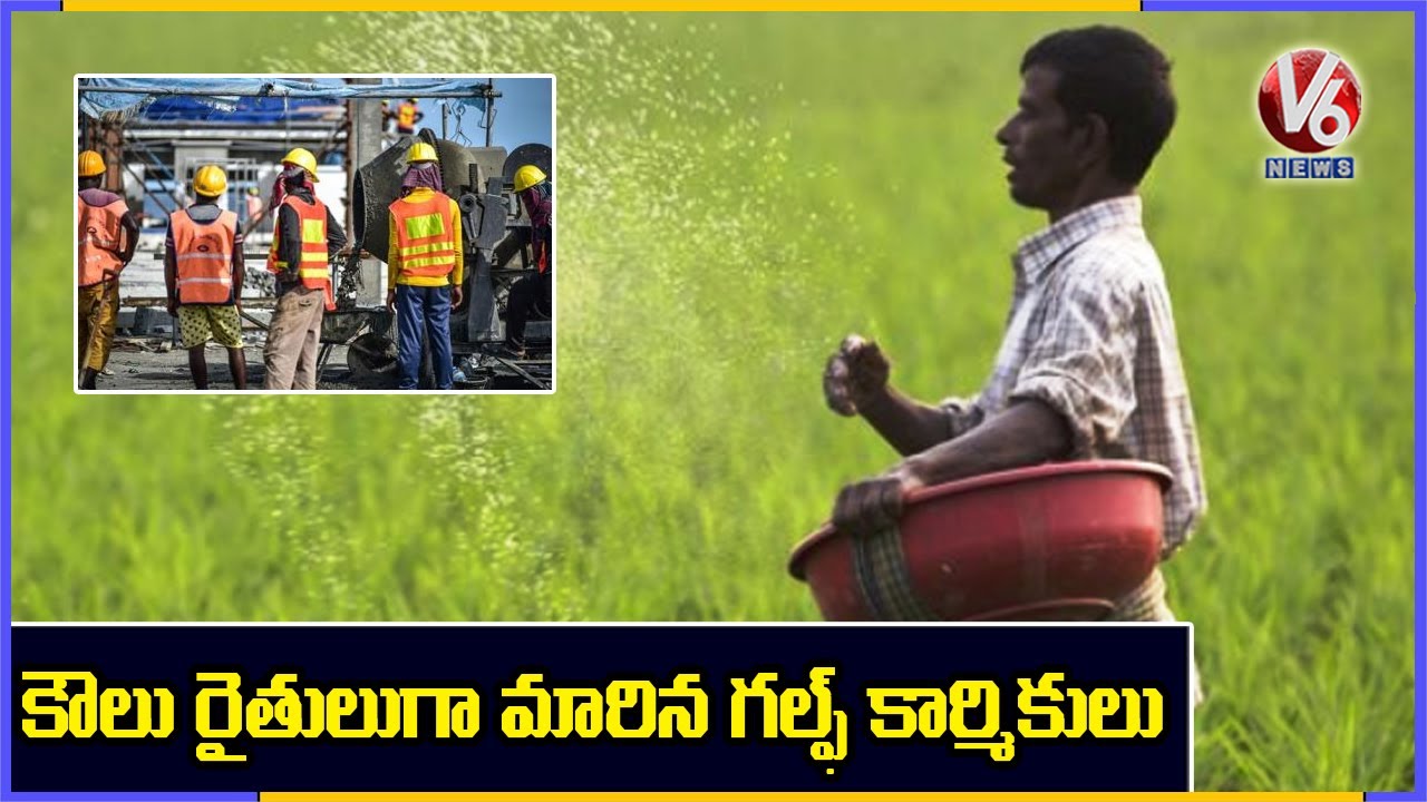 Gulf Employees Turned Into Farmers Due To Corona Effect | V6 News