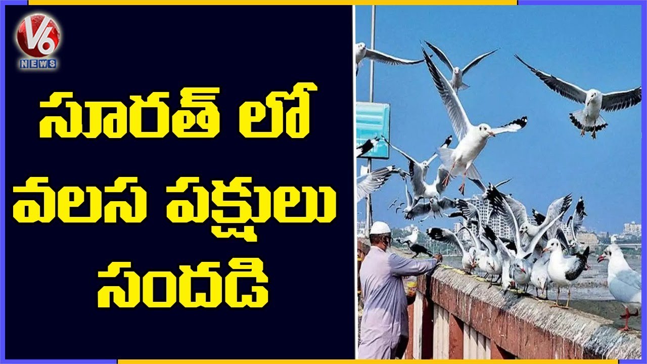 Migratory Birds Seagulls Arrive In Surat | V6 News