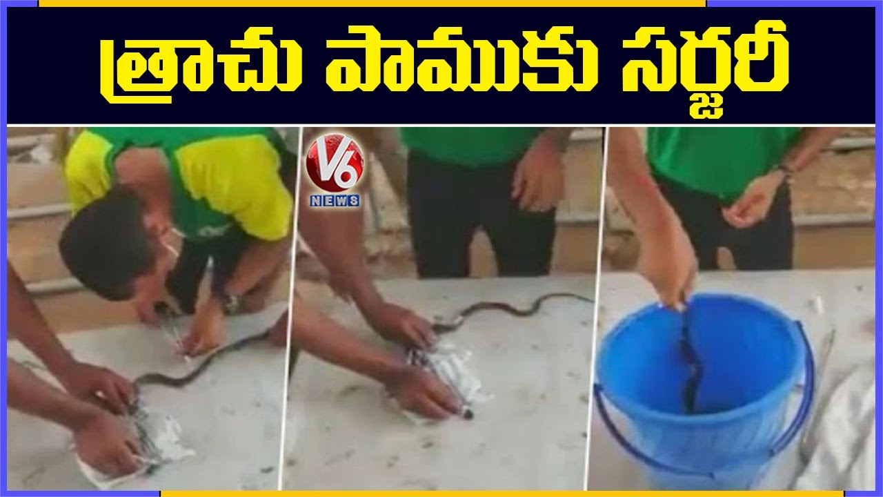 Surgery For Cobra At ITBP Veterinary Hospital | Haryana | V6 News