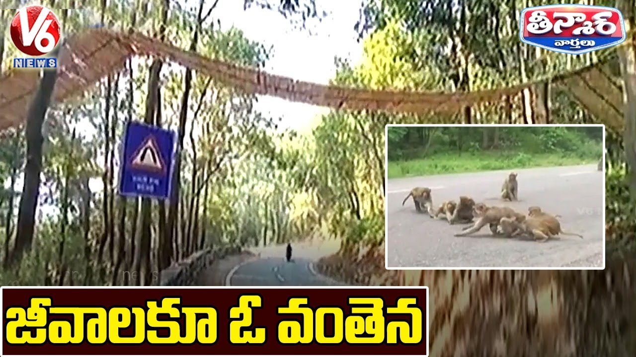 Uttarakhand Gets Eco-Bridge For Animals To Cross Road | V6 News
