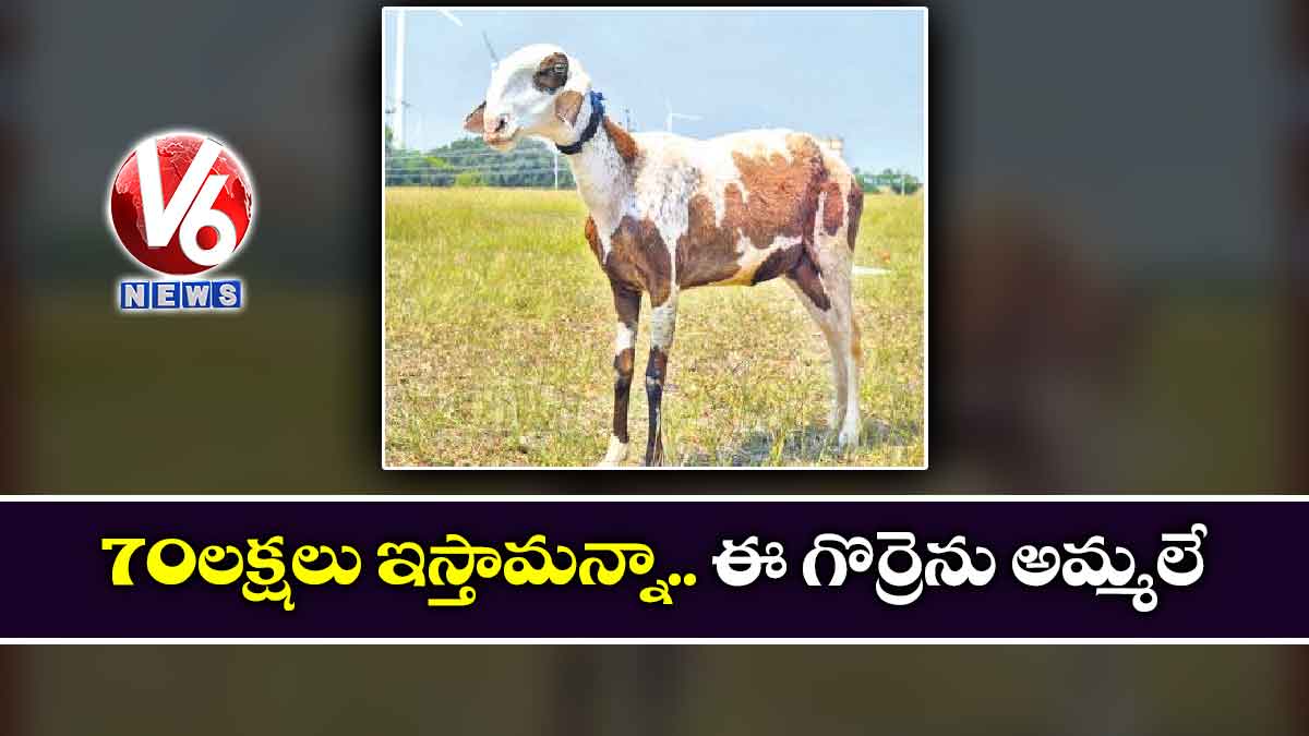 70 లక్షలు ఇస్తామన్నా.. ఈ గొర్రెను అమ్మలే