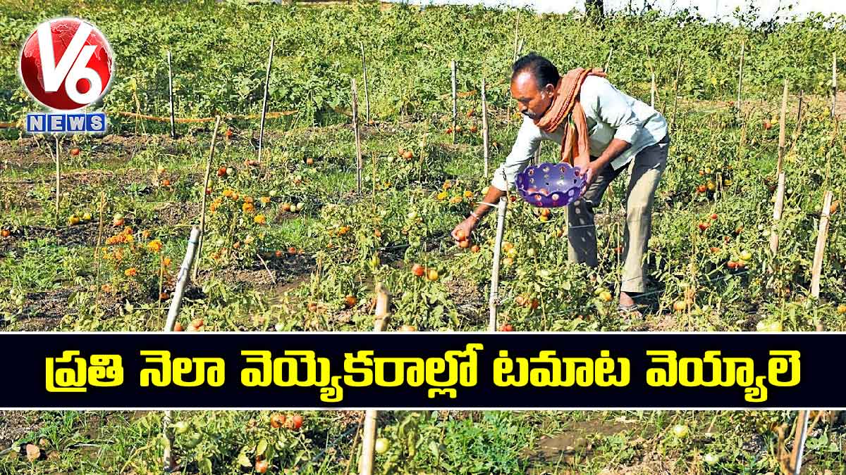 ప్రతి నెలా వెయ్యెకరాల్లో టమాట వెయ్యాలె