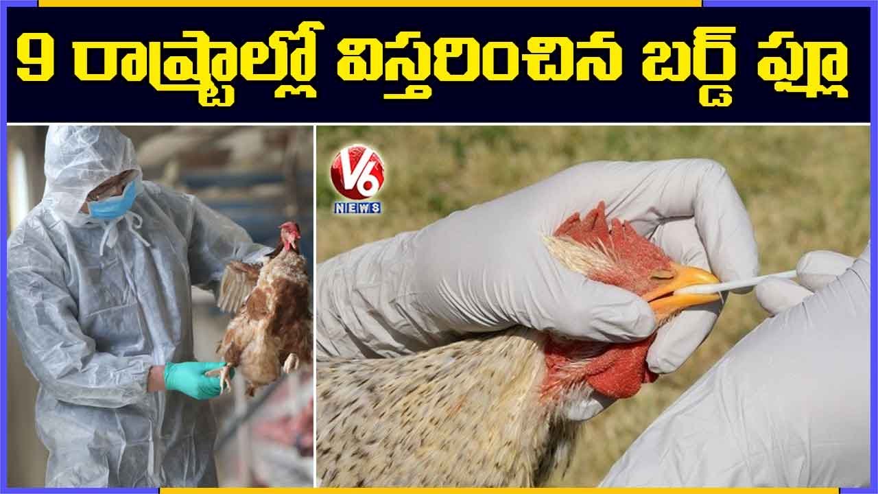 9 రాష్ట్రాల్లో బర్డ్ ఫ్లూ | Bird Flu Tension in India | V6 News