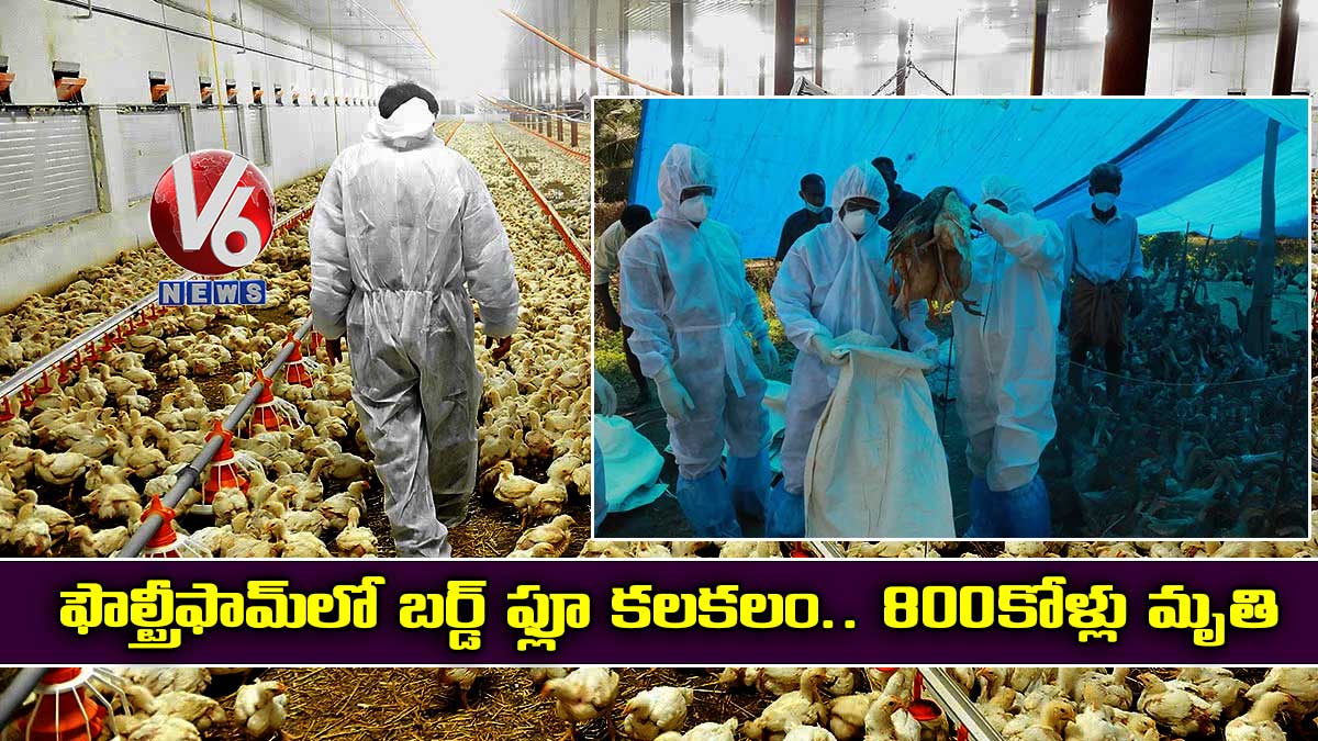 ఫౌల్ట్రీఫామ్‌లో బ‌ర్డ్ ఫ్లూ కలకలం.. 800కోళ్లు మృతి