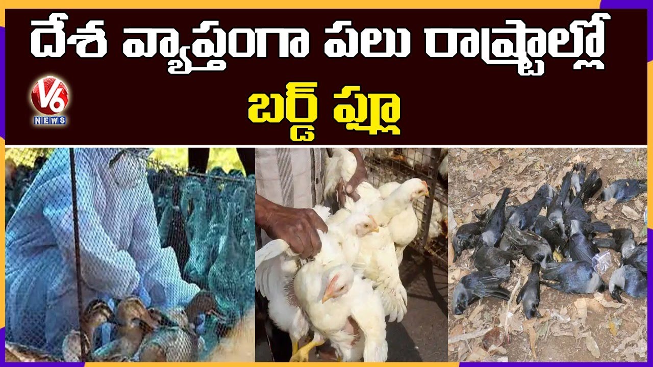 Bird Flu Outbreak In India, Spreads to 9 States | Special Report | V6 News