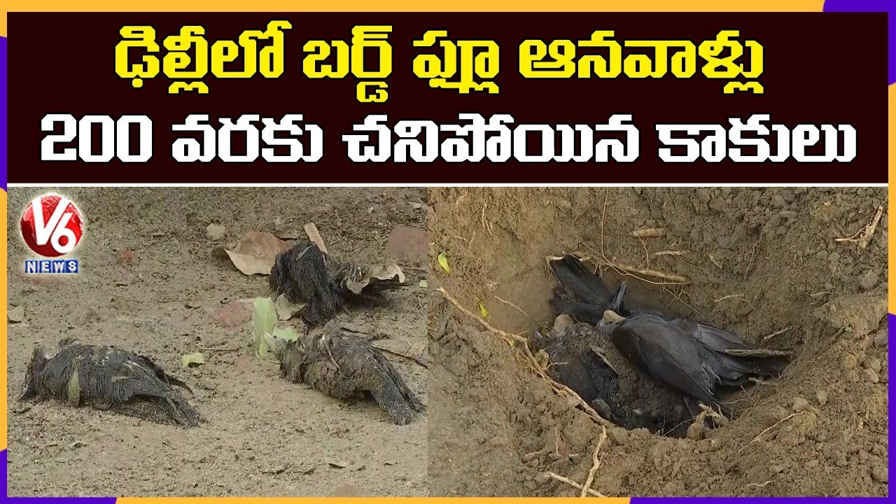 Bird Flu Scare In Delhi: 200 Crows Die | V6 News