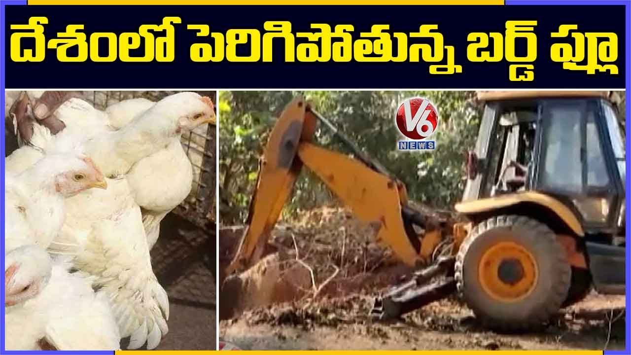 Bird Flu Tension Continues In India | V6 News