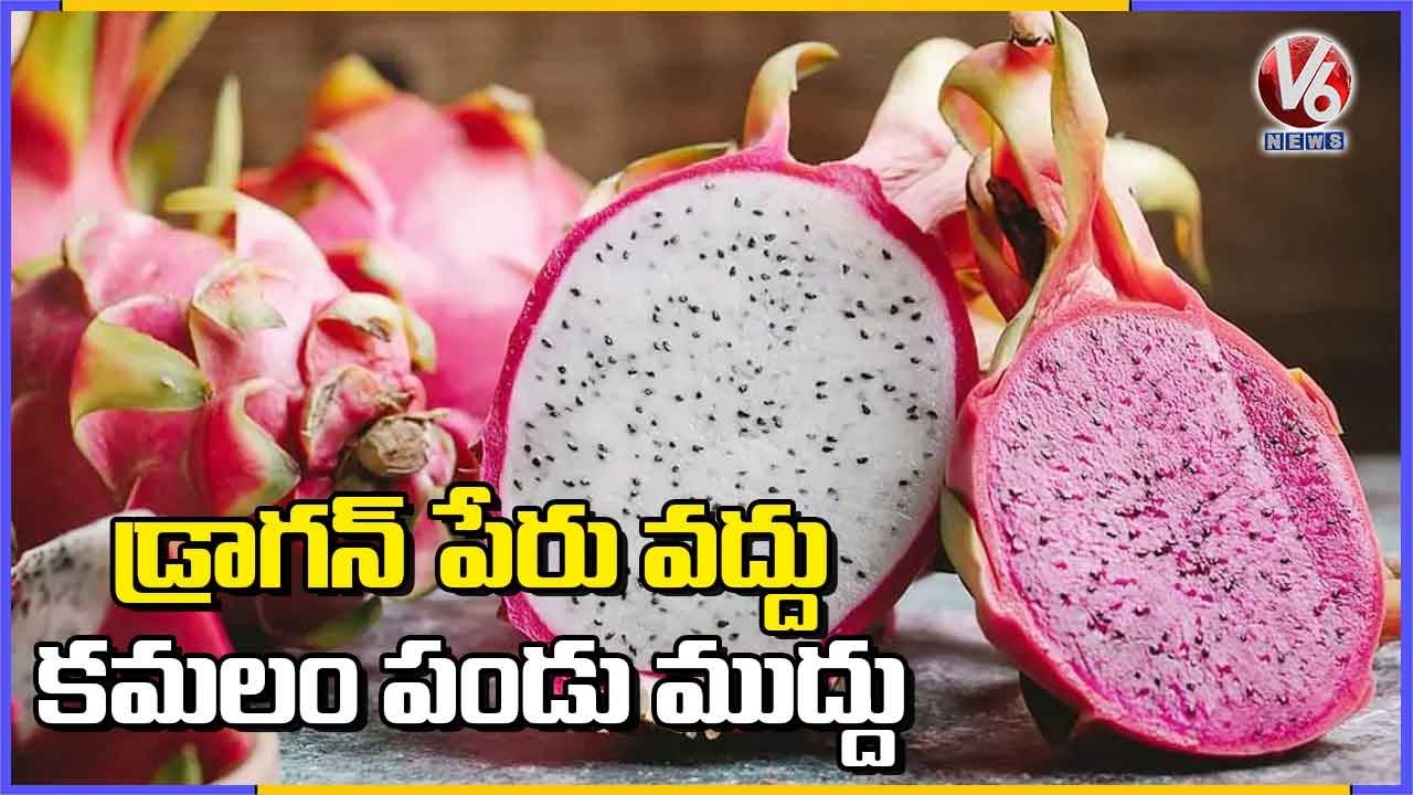 Dragon Fruit Renamed As Kamalam In Gujarat Instead Of Chinese Name | V6 News