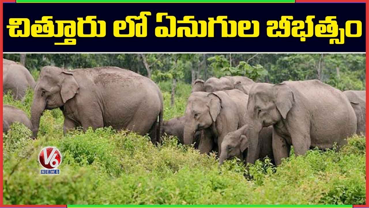 Elephants Hulchul In Chittoor District, Damage Crops | V6 News