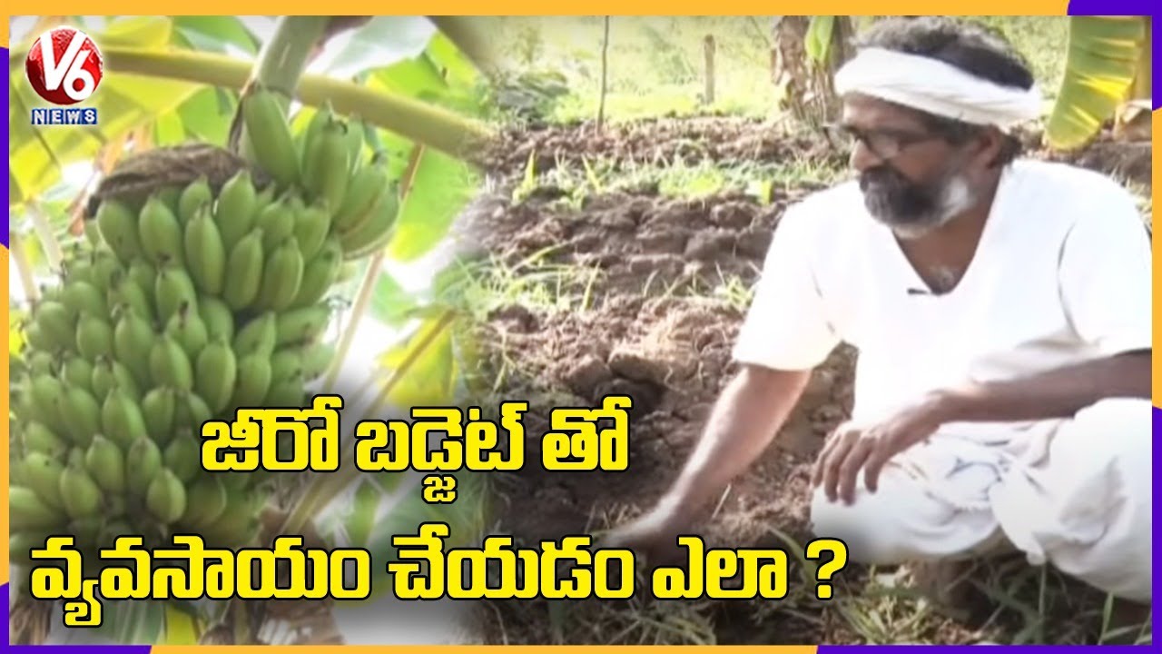 Natural Farming: Vikarabad Farmer Vijay Ram Natural Farming Tips | Zero Budget Farming | V6 News