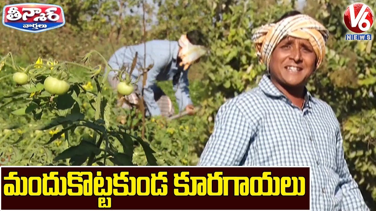 Teenmaar Sadanna Conversation With Radha Over Organic Farming | V6 Teenmaar News