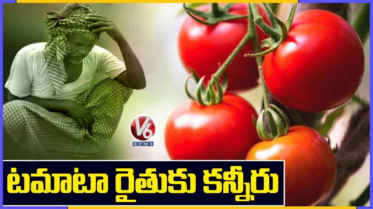 Tomato Price Falls Down To 5 rs Per kg | V6 News