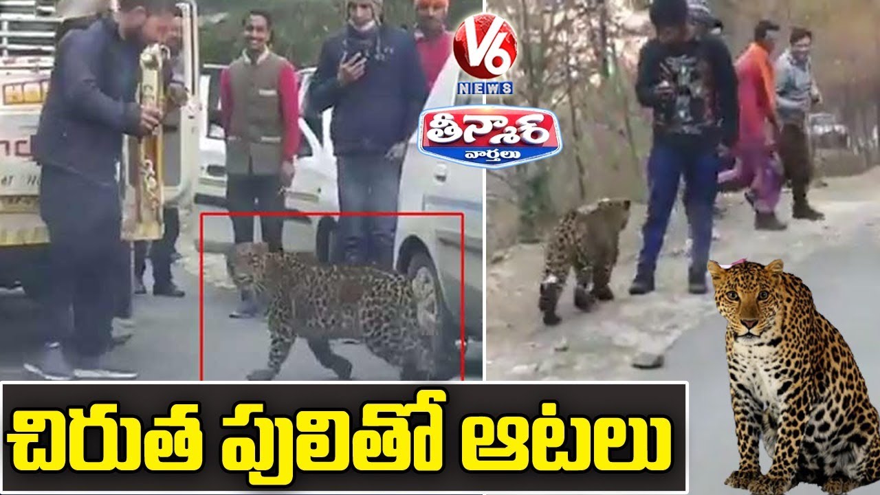 Videos Of Leopard Playing With People | V6 Teenmaar News