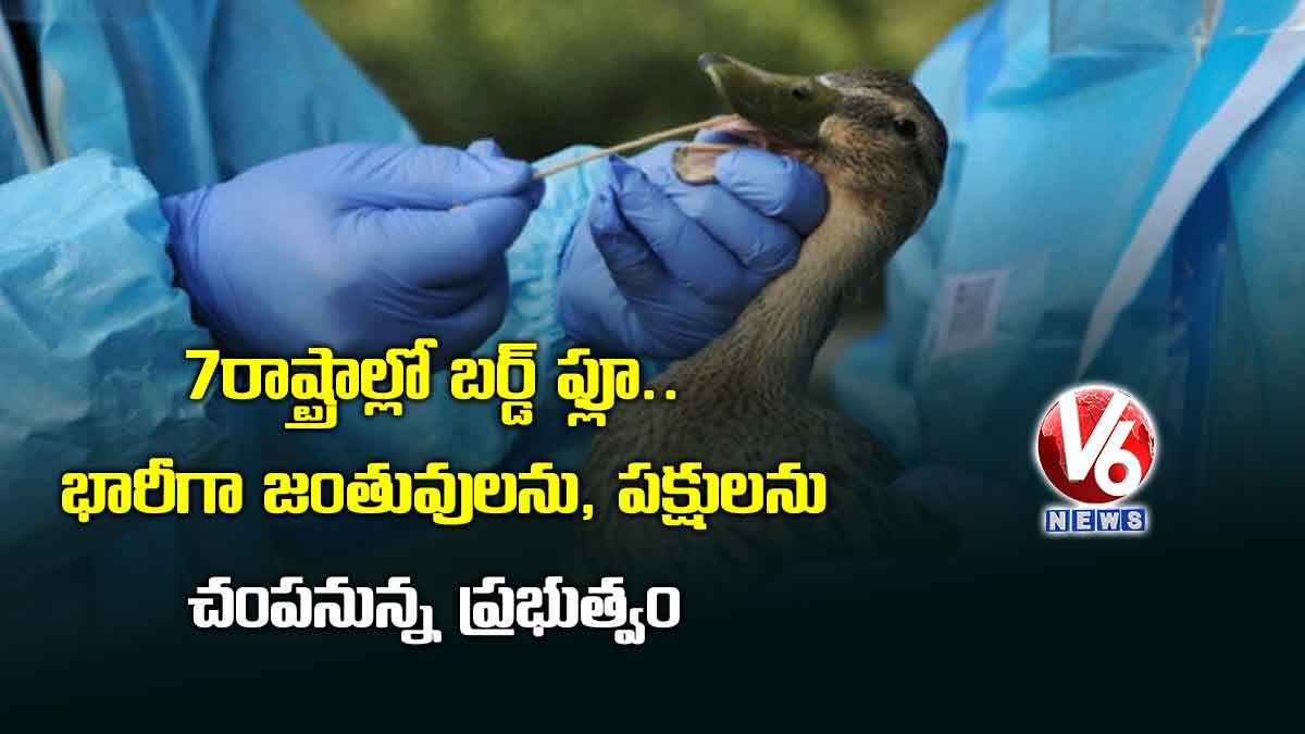 7 రాష్ట్రాల్లో బర్డ్ ఫ్లూ.. భారీగా జంతువులను, పక్షులను చంపనున్న ప్రభుత్వం