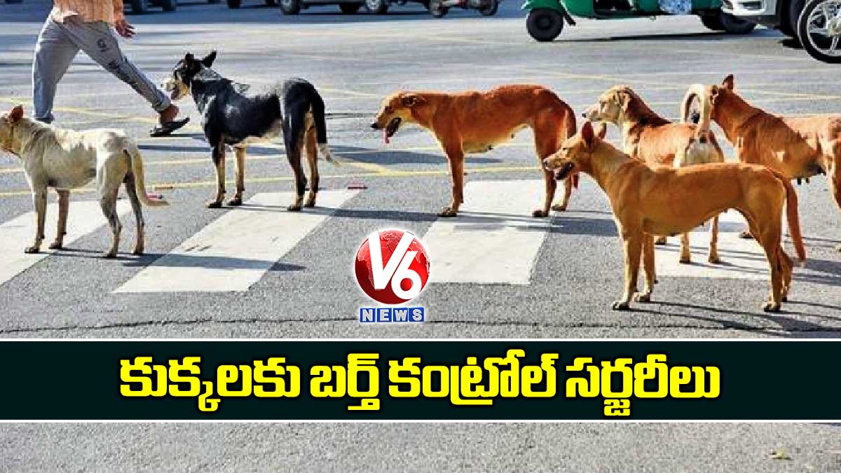 కుక్కలకు బర్త్ కంట్రోల్ సర్జరీలు