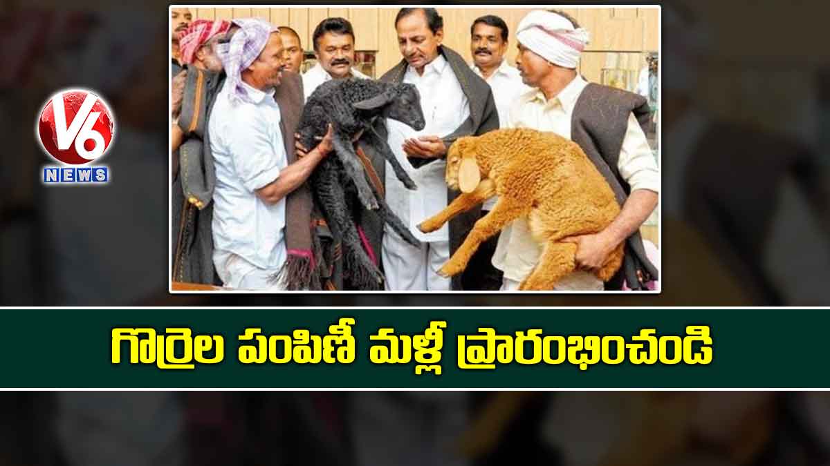గొర్రెల పంపిణీ మళ్లీ ప్రారంభించండి