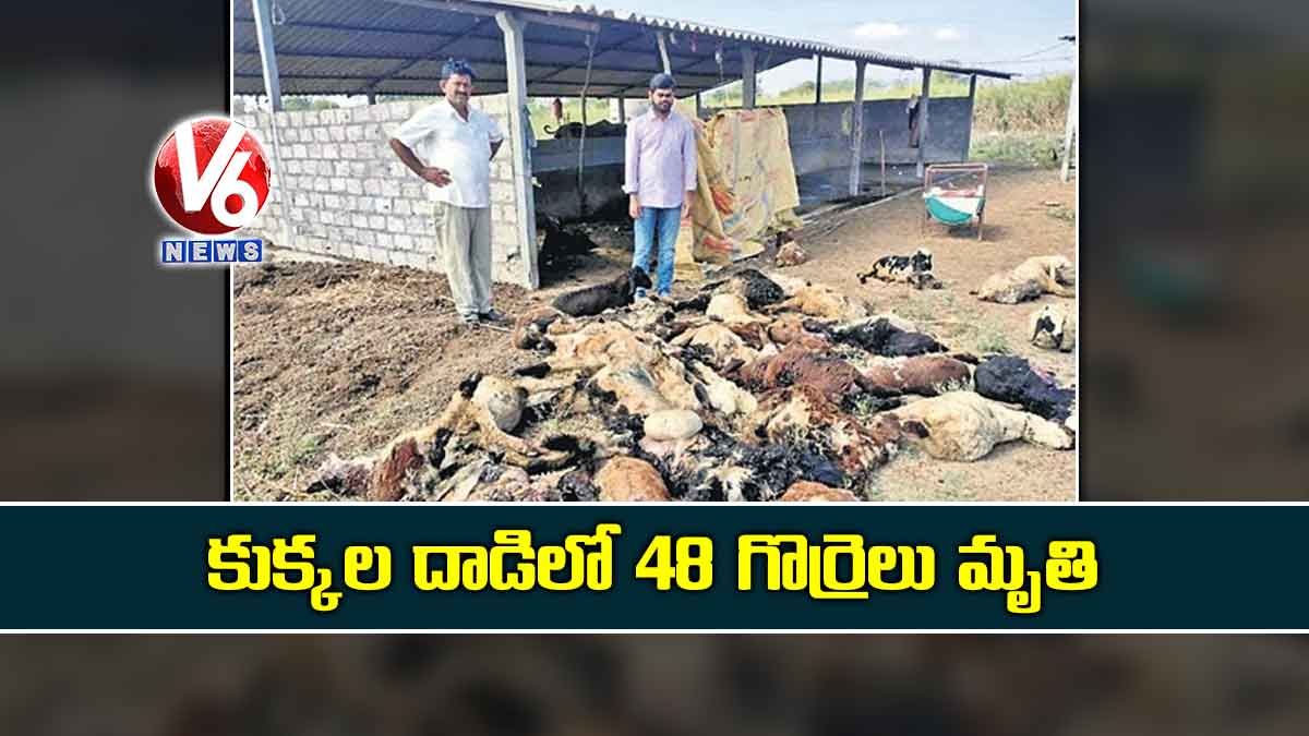 కుక్కల దాడిలో 48 గొర్రెలు మృతి