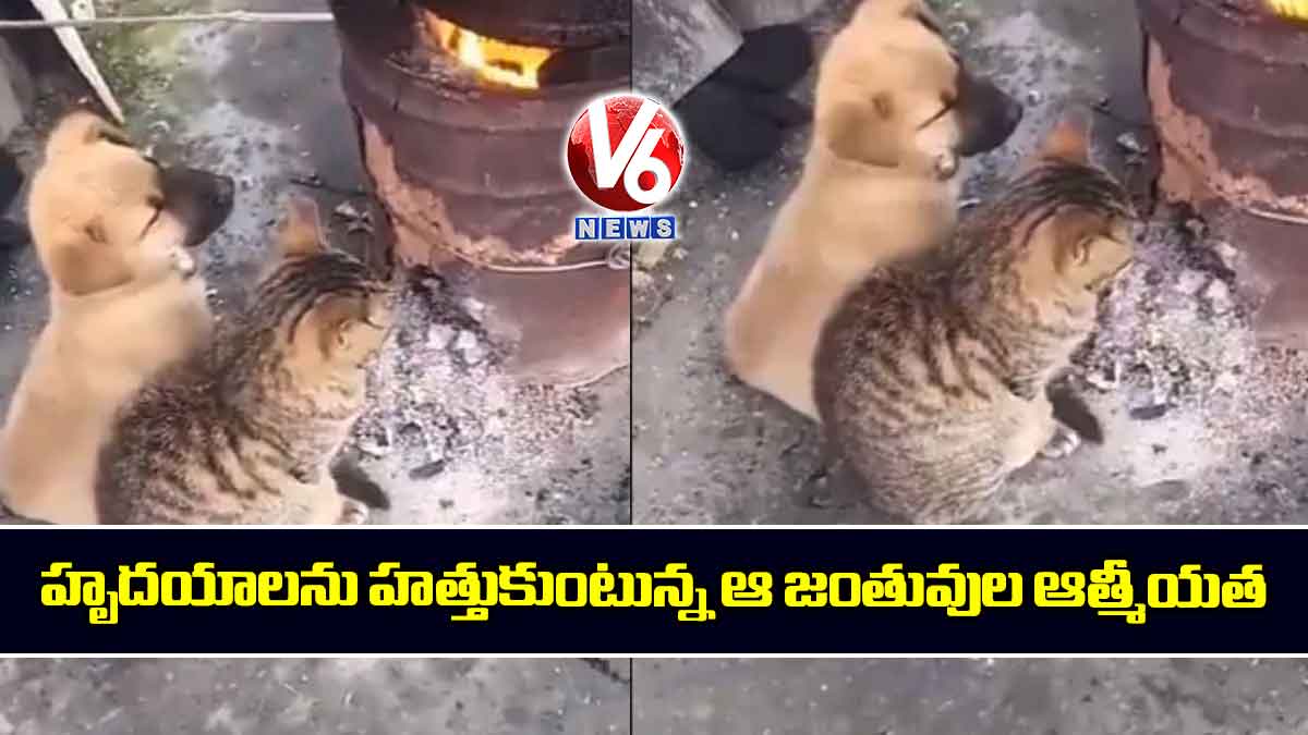 హృద‌యాల‌ను హత్తుకుంటున్న ఆ  జంతువుల ఆత్మీయత