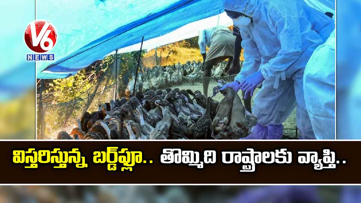 విస్తరిస్తున్న బర్డ్‌ఫ్లూ.. తొమ్మిది రాష్ట్రాలకు వ్యాప్తి..