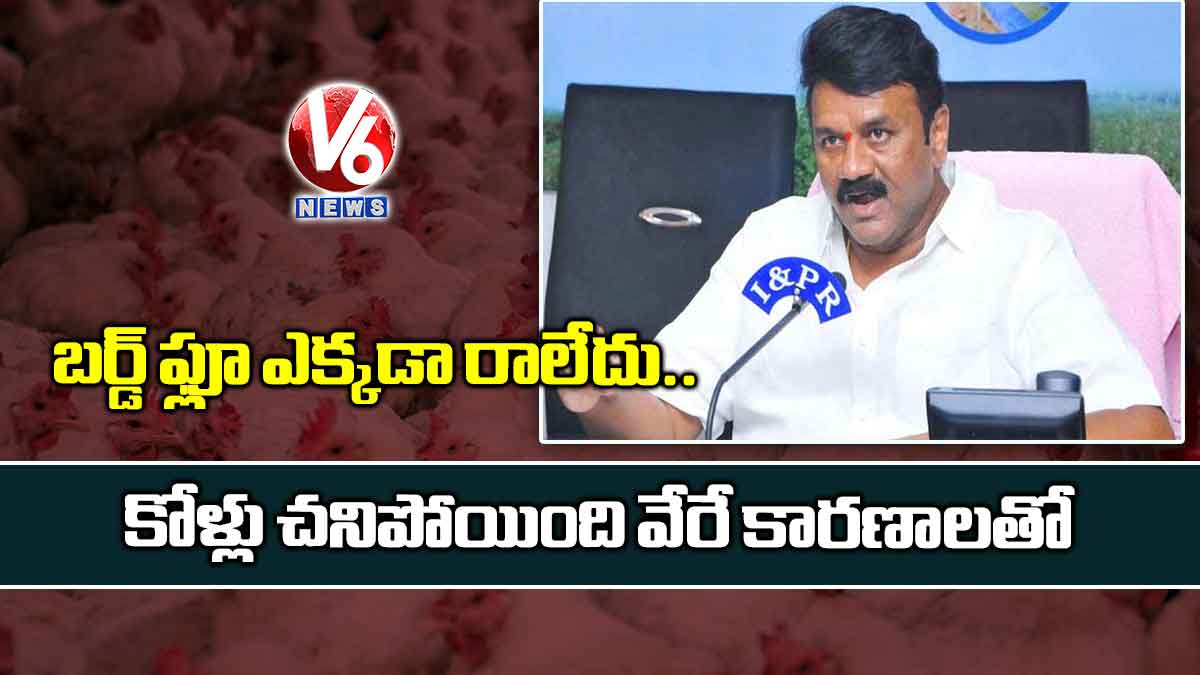 బర్డ్ ఫ్లూ ఎక్కడా రాలేదు.. కోళ్లు చనిపోయింది వేరే కారణాలతో
