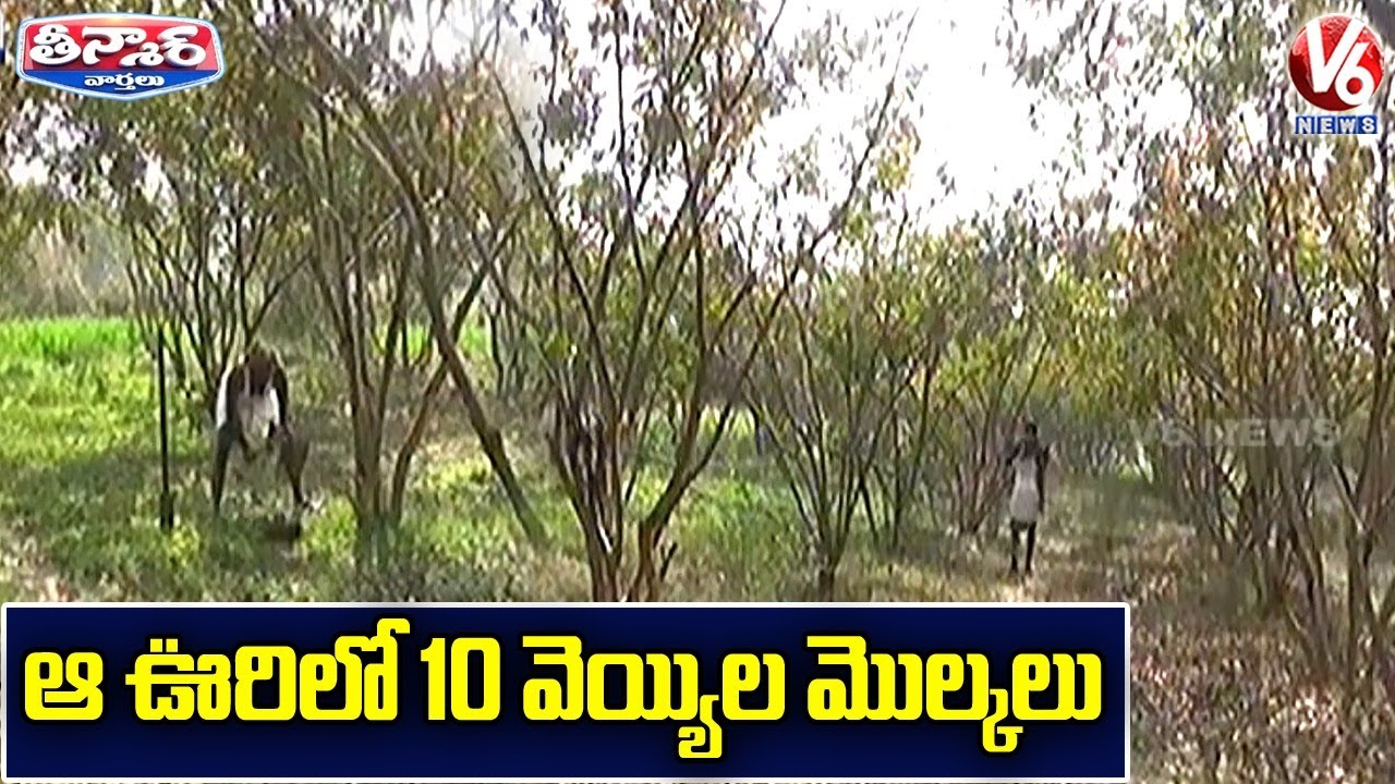 Bihar man plants 10,000 trees on barren land | V6 Teenmaar News