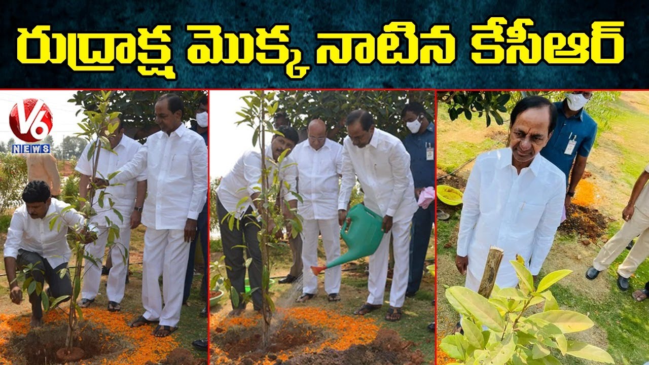 CM KCR Plants Rudraksha Sapling | V6 News