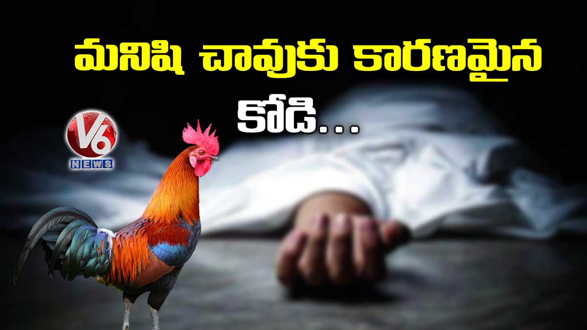 మనిషి చావుకు కారణమైన కోడి