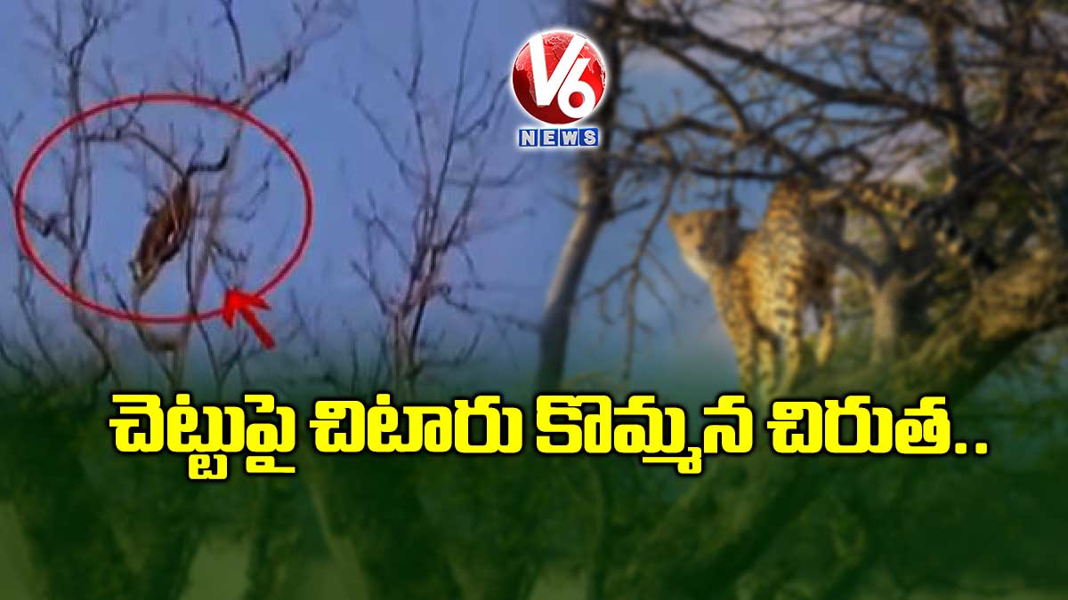 చెట్టుపై చిటారు కొమ్మన చిరుత..