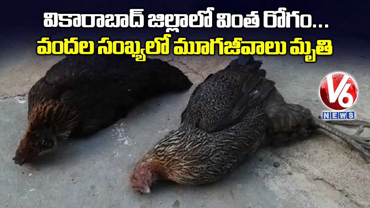 వికారాబాద్ జిల్లాలో వింత రోగం… వందల సంఖ్యలో మూగజీవాలు మృతి