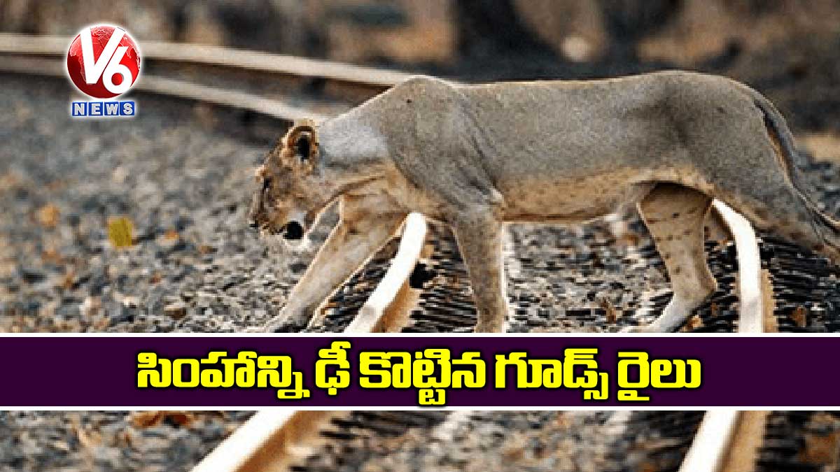సింహాన్ని ఢీ కొట్టిన గూడ్స్ రైలు