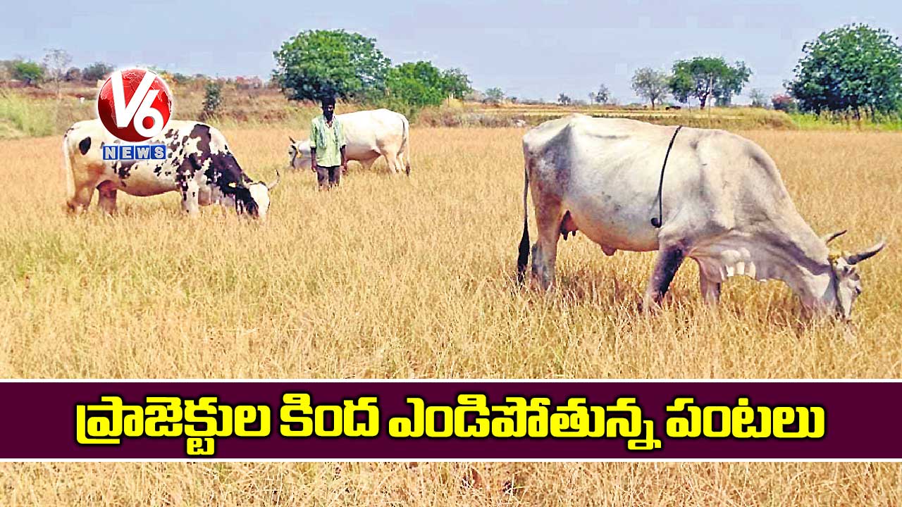ప్రాజెక్టుల కింద ఎండిపోతున్న పంటలు