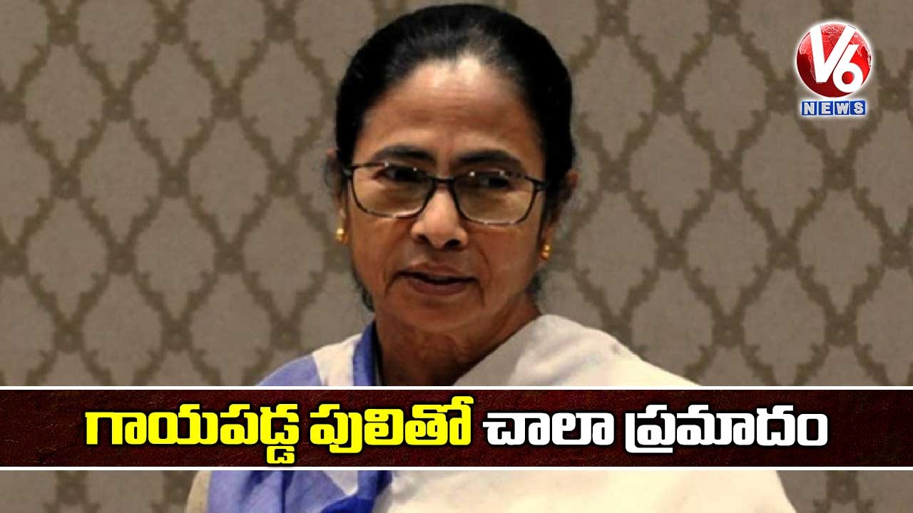 గాయపడ్డ పులితో చాలా ప్రమాదం