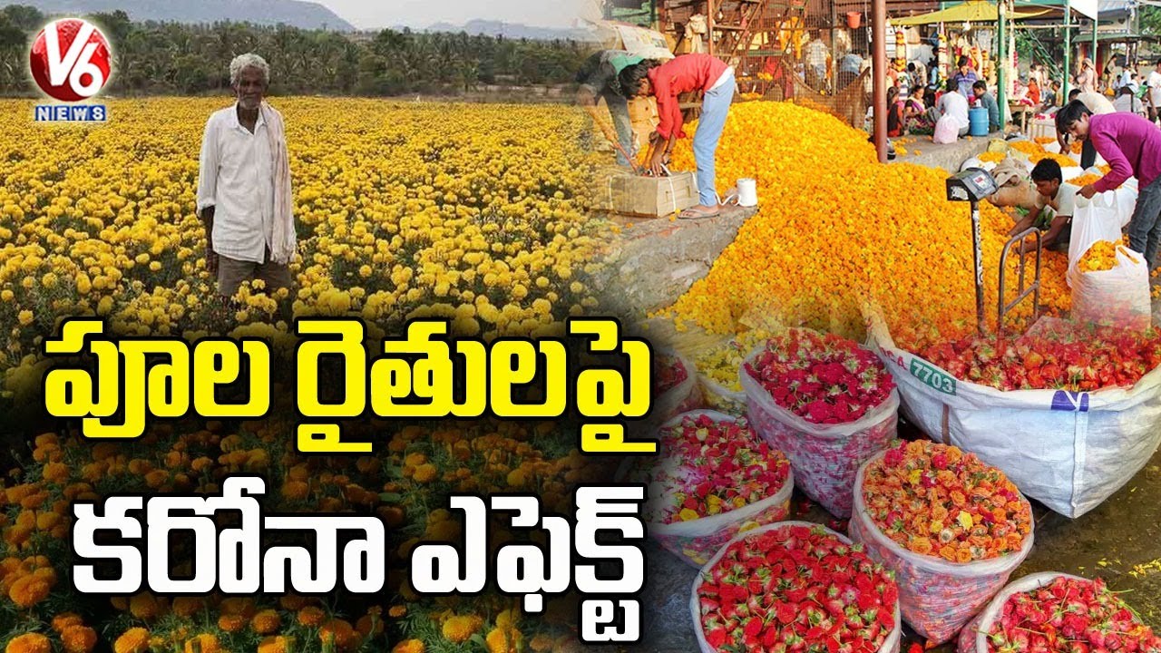 Flowers Rates Down Due To Covid Effect | V6 News